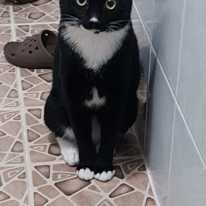 고양이 실종 코리아쇼트헤어 경기도 안산시 상록구