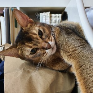 고양이 실종 아비시니안 서울특별시 동작구
