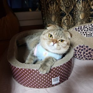 고양이 실종 스코티시폴드 경기도 파주시