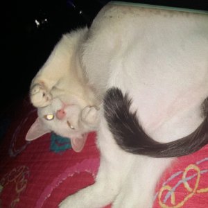 고양이 실종 코리아쇼트헤어 경기도 안산시 단원구