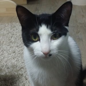 고양이 실종 코리아쇼트헤어 경기도 남양주시