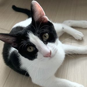 고양이 실종 코리아쇼트헤어 경기도 시흥시