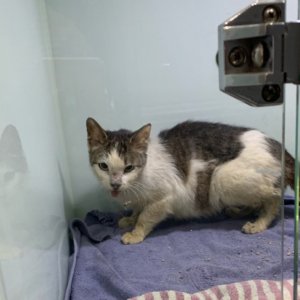 고양이 실종 코리아쇼트헤어 경기도 수원시 권선구