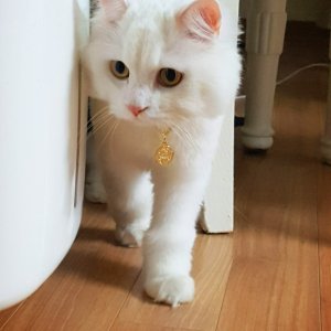 고양이 실종 터키시앙고라 경상남도 창원시 성산구