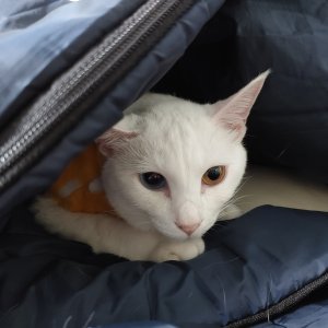 고양이 실종 터키시앙고라 대구광역시 수성구