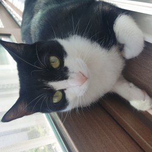 고양이 실종 코리아쇼트헤어 서울특별시 강동구