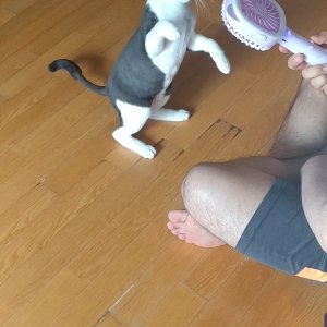 고양이 실종 코리아쇼트헤어 충청남도 서산시