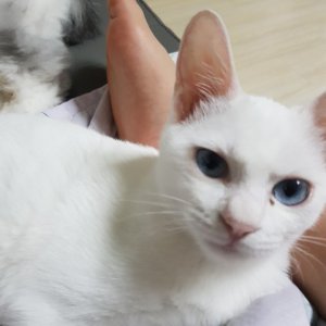 고양이 실종 터키시앙고라 경기도 안산시 단원구