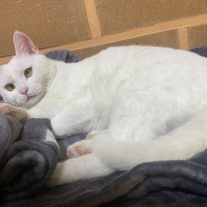 고양이 실종 코리아쇼트헤어 충청북도 제천시