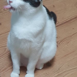 고양이 실종 코리아쇼트헤어 경상북도 경산시