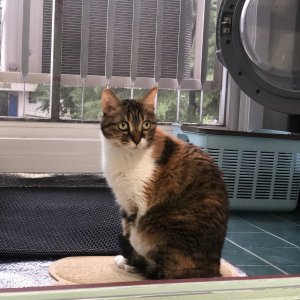 고양이 실종 코리아쇼트헤어 충청남도 천안시 서북구