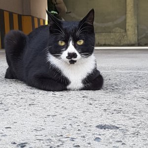 고양이 실종 코리아쇼트헤어 대구광역시 달서구