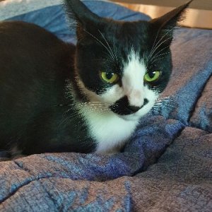 고양이 실종 코리아쇼트헤어 충청남도 서산시