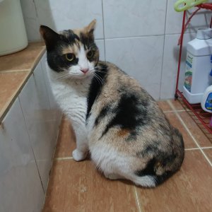 고양이 실종 코리아쇼트헤어 서울특별시 도봉구