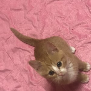 고양이 실종 코리아쇼트헤어 대구광역시 달서구