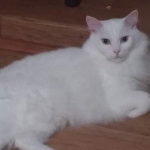 고양이 실종 터키시앙고라 전라북도 전주시 덕진구