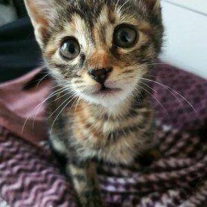 고양이 실종 코리아쇼트헤어 서울특별시 송파구