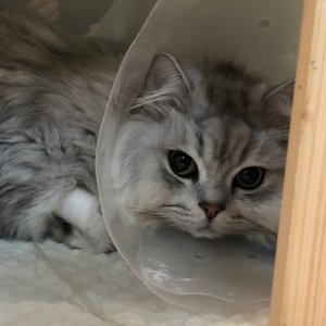고양이 실종 페르시안 서울특별시 강남구