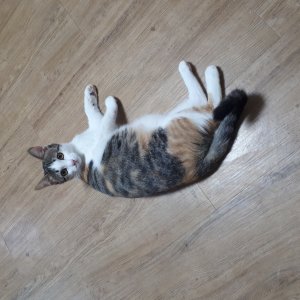 고양이 실종 아메리칸쇼트헤어 경상남도 김해시