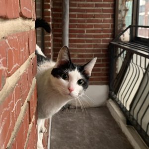 고양이 실종 코리아쇼트헤어 경기도 고양시 덕양구