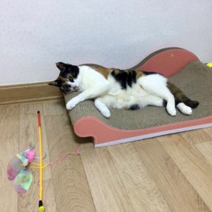 고양이 실종 코리아쇼트헤어 부산광역시 북구