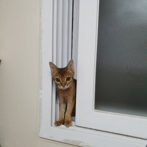 고양이 실종 아비시니안 서울특별시 광진구