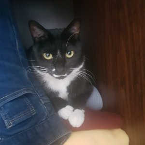 고양이 실종 코리아쇼트헤어 대구광역시 동구