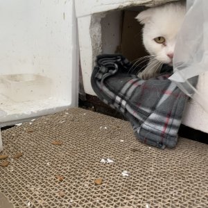 고양이 실종 터키시앙고라 충청북도 청주시 흥덕구