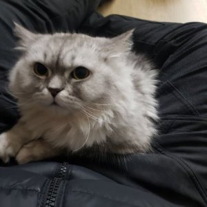 고양이 실종 페르시안 서울특별시 관악구