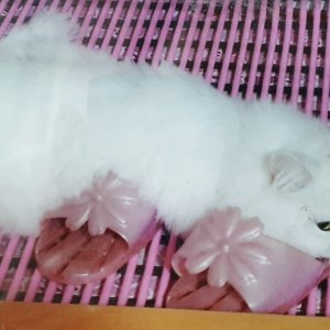 고양이 실종 페르시안 대구광역시 북구
