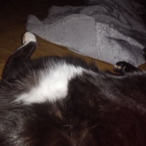 고양이 실종 코리아쇼트헤어 경상북도 구미시