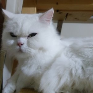 고양이 실종 터키시앙고라 경기도 군포시