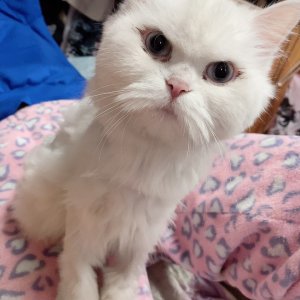 고양이 실종 터키시앙고라 전라북도 익산시