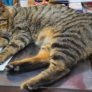 고양이 실종 코리아쇼트헤어 경기도 김포시