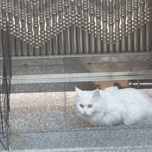 고양이 실종 터키시앙고라 울산광역시 북구