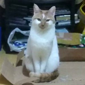 고양이 실종 코리아쇼트헤어 경상남도 창원시 마산회원구