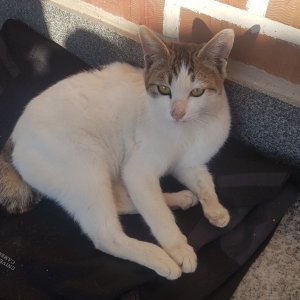 고양이 실종 코리아쇼트헤어 경상남도 함안군
