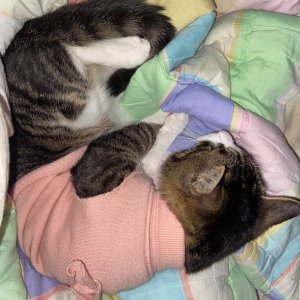 고양이 실종 코리아쇼트헤어 인천광역시 남동구