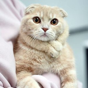 고양이 실종 스코티시폴드 울산광역시 남구