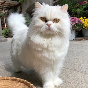 고양이 실종 페르시안 서울특별시 성동구