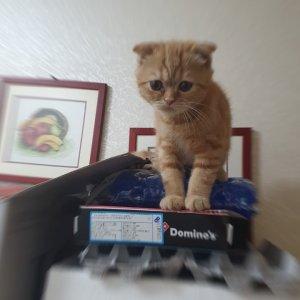 고양이 실종 스코티시폴드 서울특별시 광진구
