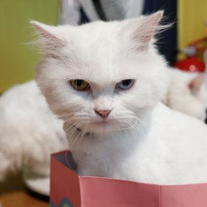 고양이 실종 터키시앙고라 서울특별시 금천구