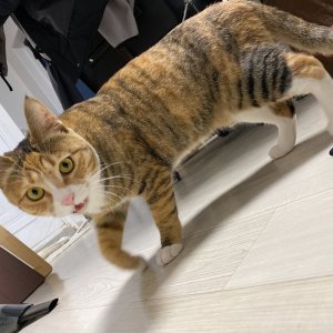 고양이 실종 코리아쇼트헤어 경기도 안산시 상록구