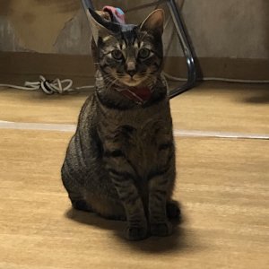 고양이 실종 코리아쇼트헤어 서울특별시 성동구