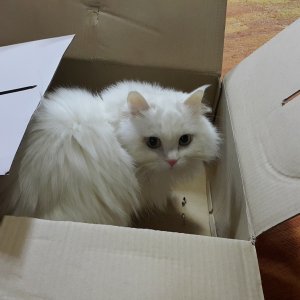 고양이 실종 터키시앙고라 인천광역시 서구