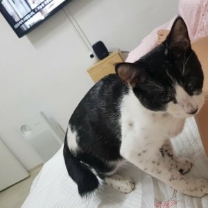 고양이 실종 코리아쇼트헤어 인천광역시 부평구
