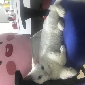 고양이 실종 셀키릭랙스 부산광역시 부산진구