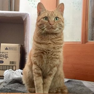 고양이 실종 코리아쇼트헤어 대전광역시 중구