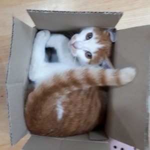 고양이 실종 코리아쇼트헤어 경상북도 포항시 북구