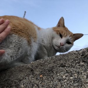 고양이 실종 코리아쇼트헤어 부산광역시 기장군